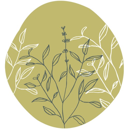 Tulsi heilige basilicum